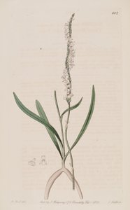 Ilustración de Spiranthes sinensis (como sin. Neottia australis) de M. Hart